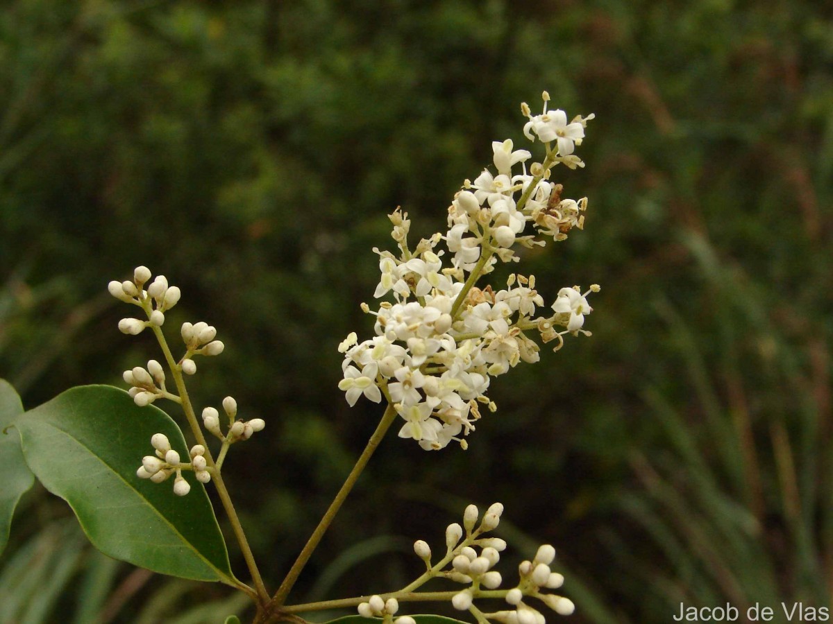 Ligustrum robustum (Roxb.) Blume